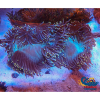 Yellow Tip Elegance Elegance