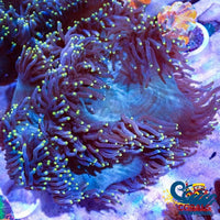 Ultra Yellow Tip Teal Base Elegance Colony - Corals Anonymous