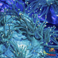 Ultra Yellow Tip Teal Base Elegance Colony - Corals Anonymous