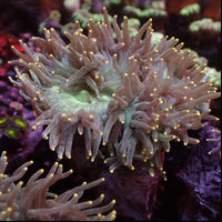Ultra Yellow Tip Teal Base Elegance Colony - Corals Anonymous