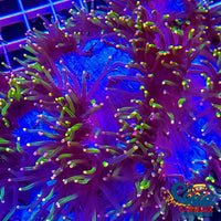 Master Fantasia Elegance (2-3 Frags) Elegance