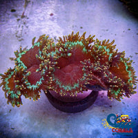 Gold Tipped Neon Green Elegance Elegance