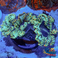 Gold Tipped Neon Green Elegance Elegance