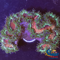 Ultra Indo Pink Mouth Blue Tip Elegance (2-3) Elegance