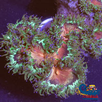 Ultra Indo Pink Mouth Blue Tip Elegance (2-3) Elegance