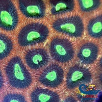 Aussie Tropic Jade Favia (2-3 Polyps) Favia