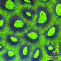 Aussie Ufo Green Favia (2-3 Polyps) Favia