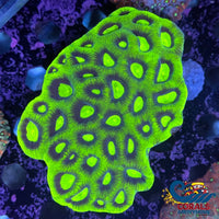 Aussie Ufo Green Favia (2-3 Polyps) Favia