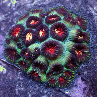 Evil Eye Favia 2-3 Polyps
