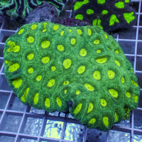 Lemon Lime Favia (2-3 Polyps) 2