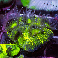 Neon Galaxy Favia Coral (2-3 Polyps)