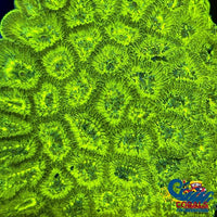 Neon Green Favia (1 Frag) Favia