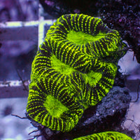 Neon Green Eye Goniopora (0.5-1" Frag)