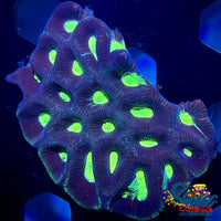 Neon Green Purple Favia (2-3 Polyps) Favia