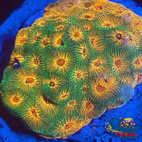 Rainbow Citrus Fascination Favites (0.5-1 Frag) Favia