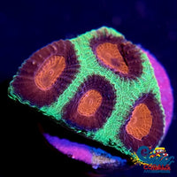 Red Eye Favia (1 Frag) Favia