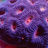 Red Eye Purple Favia (2-3 Polyps) - Corals Anonymous