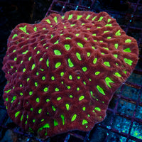 Ruby Rampage Favites (2-3 Polyps) - Corals Anonymous