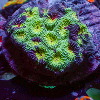 Space Martian Favia (2-3 Polyps) - Corals Anonymous