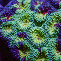 Space Martian Favia (2-3 Polyps) - Corals Anonymous
