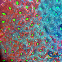 Aussie Two Faced War Coral Favites (0.5-1 Frag) Favites