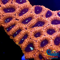 Red Favites (1 Frag) Favites