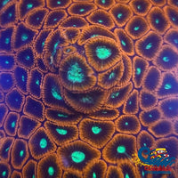 Red Favites (1 Frag) Favites