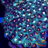 Teal Prism Favites (1 Frag) Favites