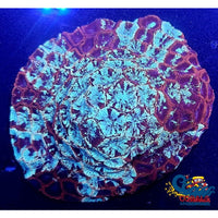 Teal Splash Favites (1 Frag) Favites