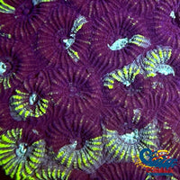 Toxic Splatter Favites (1 Frag) Favites