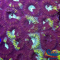 Toxic Splatter Favites (1 Frag) Favites