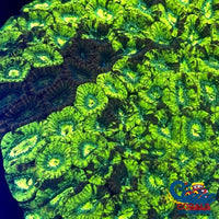 Toxic Splatter Favites (1 Frag) Favites