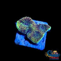 Toxic Waste Favites (1 Frag) Favites