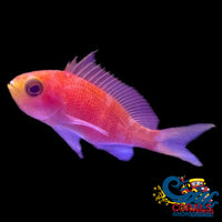 Randalls Anthias Fish (Female) Fish