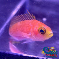 Randalls Anthias Fish (Female) Fish