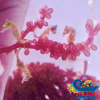 Dwarf Seahorse 5 Seahorses (Family Pack) Fish