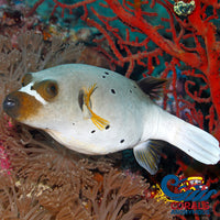 blackspotted dogface puffer fish