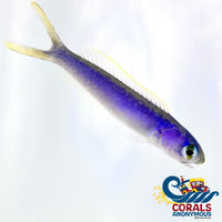 Chameleon (Flashing) Tilefish Fish