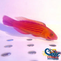 Earleis Fairy Wrasse Fish (Male) - (Cirrhilabrus Earlei) Fish