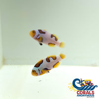 Extreme Picasso Percula Clownfish (Aquacultured)