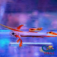 Flaming Prawn Goby Fish