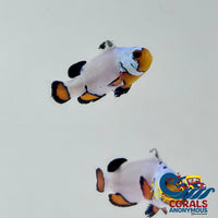 Frostbite Clownfish (Aquacultured) Fish