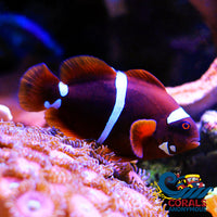 Gold Dot Maroon Fish (Aquacultured) Fish