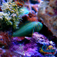 Green Clown Goby (1-1.5) Fish