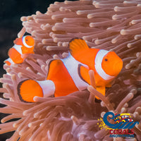 Jumbo Size Ocellaris Clownfish Fish