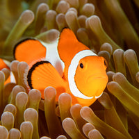 Jumbo Size Ocellaris Clownfish (1.5-2.5") - Corals Anonymous