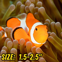 Jumbo Size Ocellaris Clownfish (1.5-2.5") - Corals Anonymous