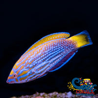 Lennardi Wrasse Fish Fish