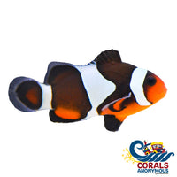 Mocha Clownfish