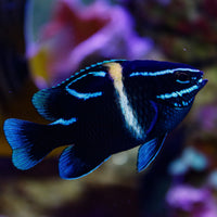 Neon Velvet Damselfish (neoglyphidodon oxyodon)